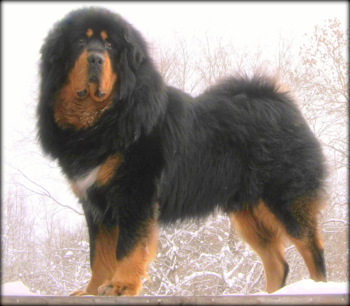 Тибетский мастиф