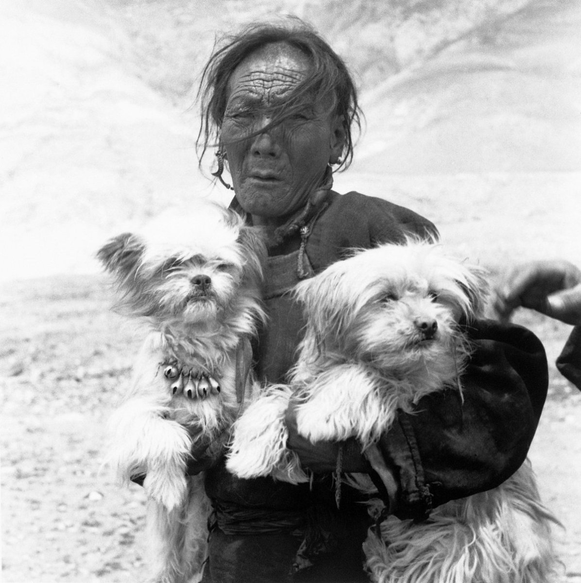 Собака монахов Лхасский Апсо