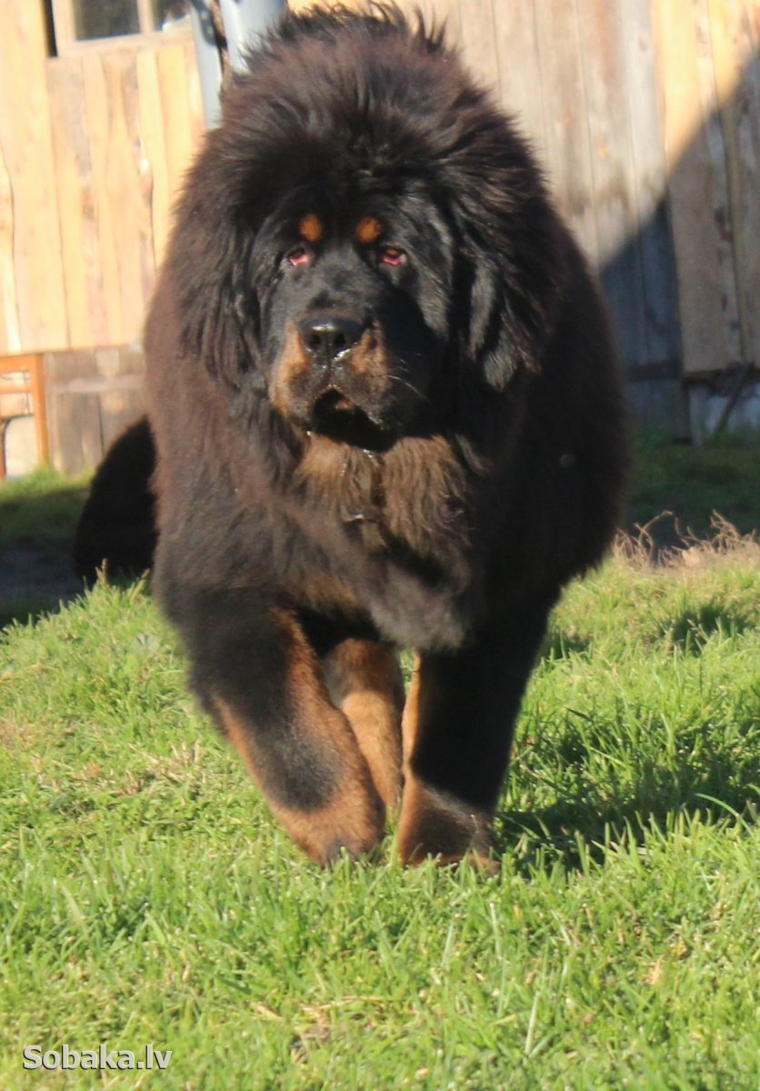 Сибирский мастиф