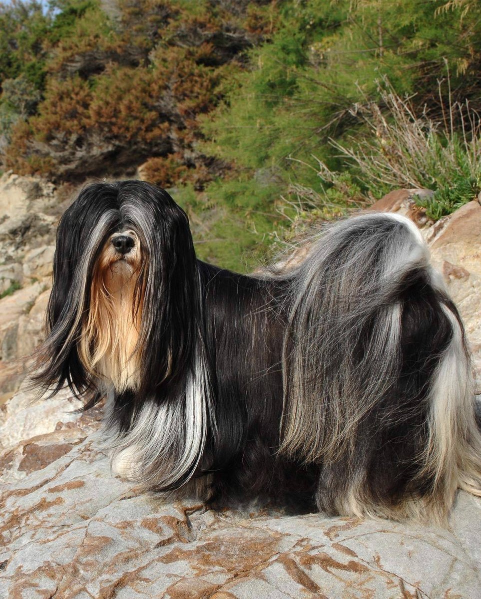 Тибетский Лхасский Апсо