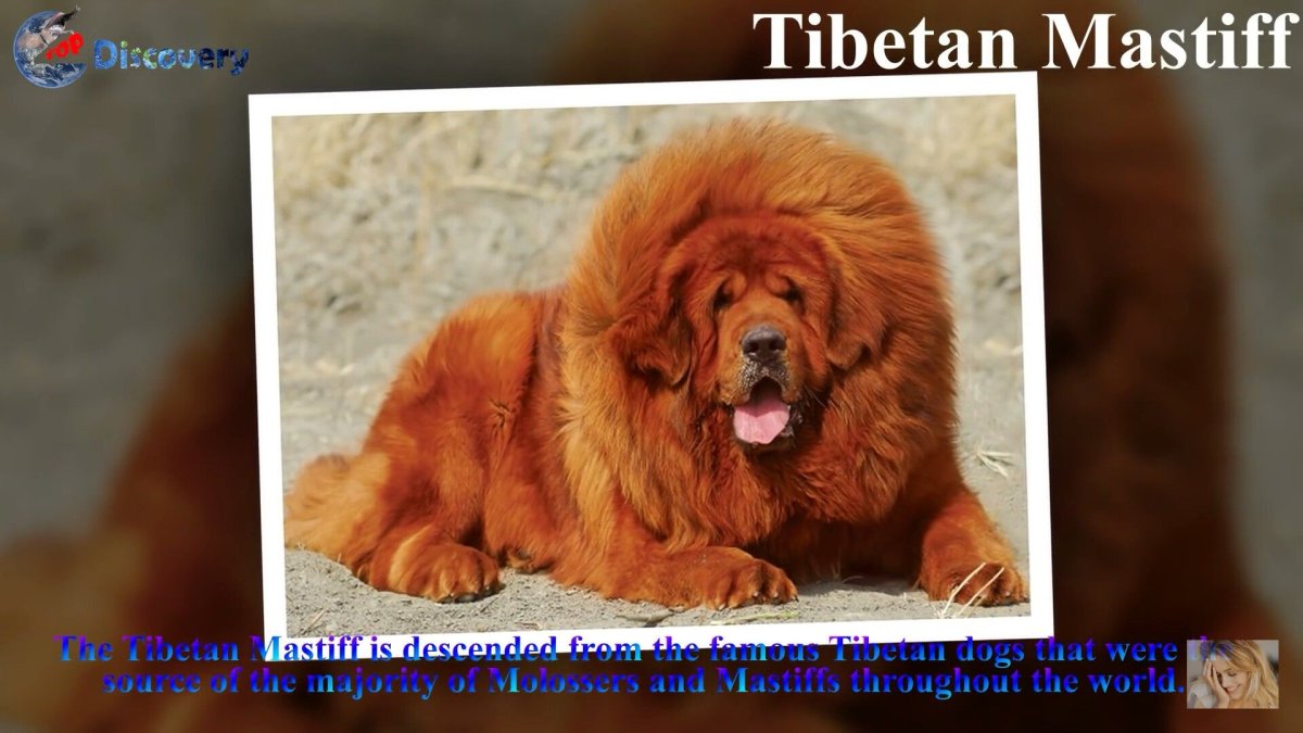 Тибетский мастиф сообщение 2 класс