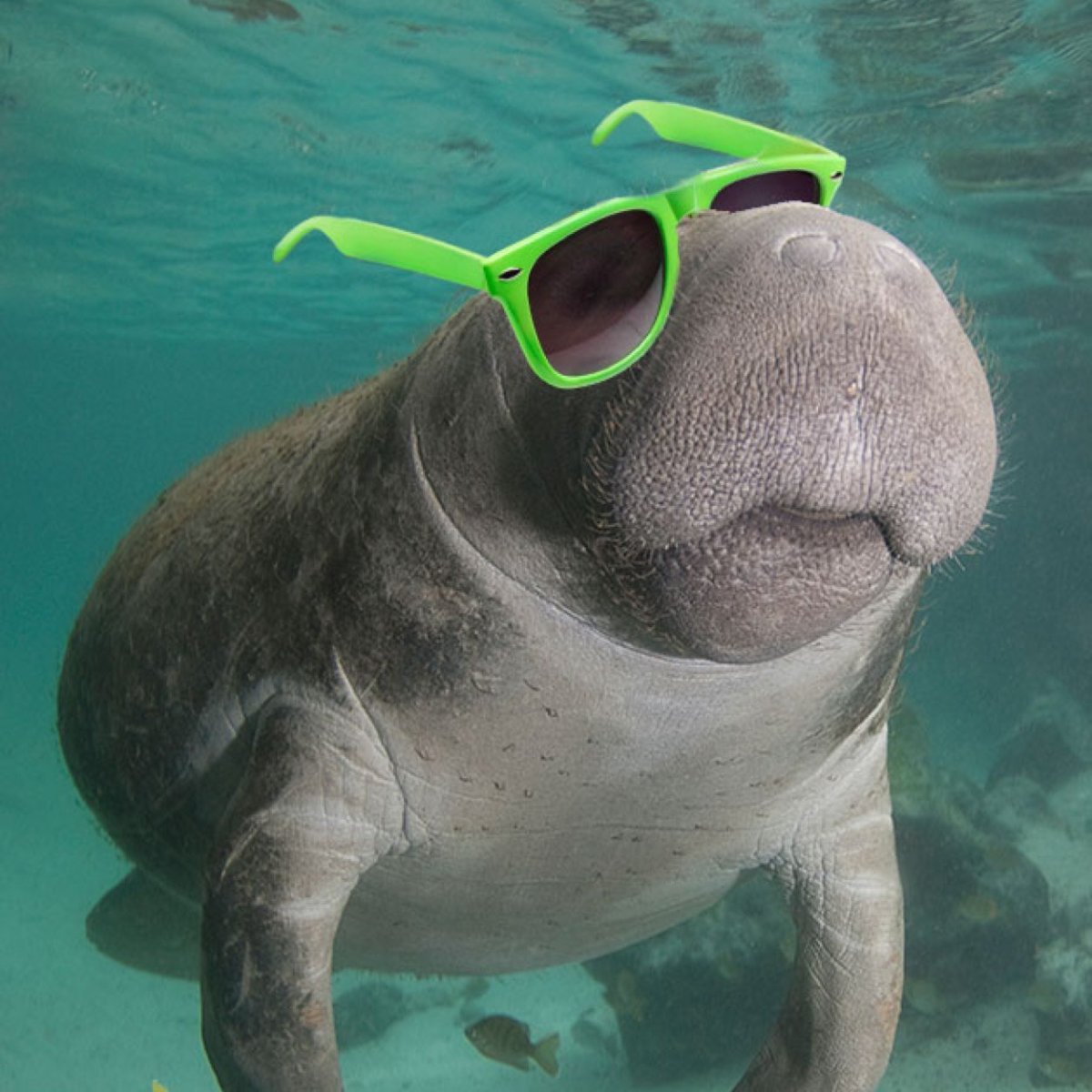 Амазонский Ламантин