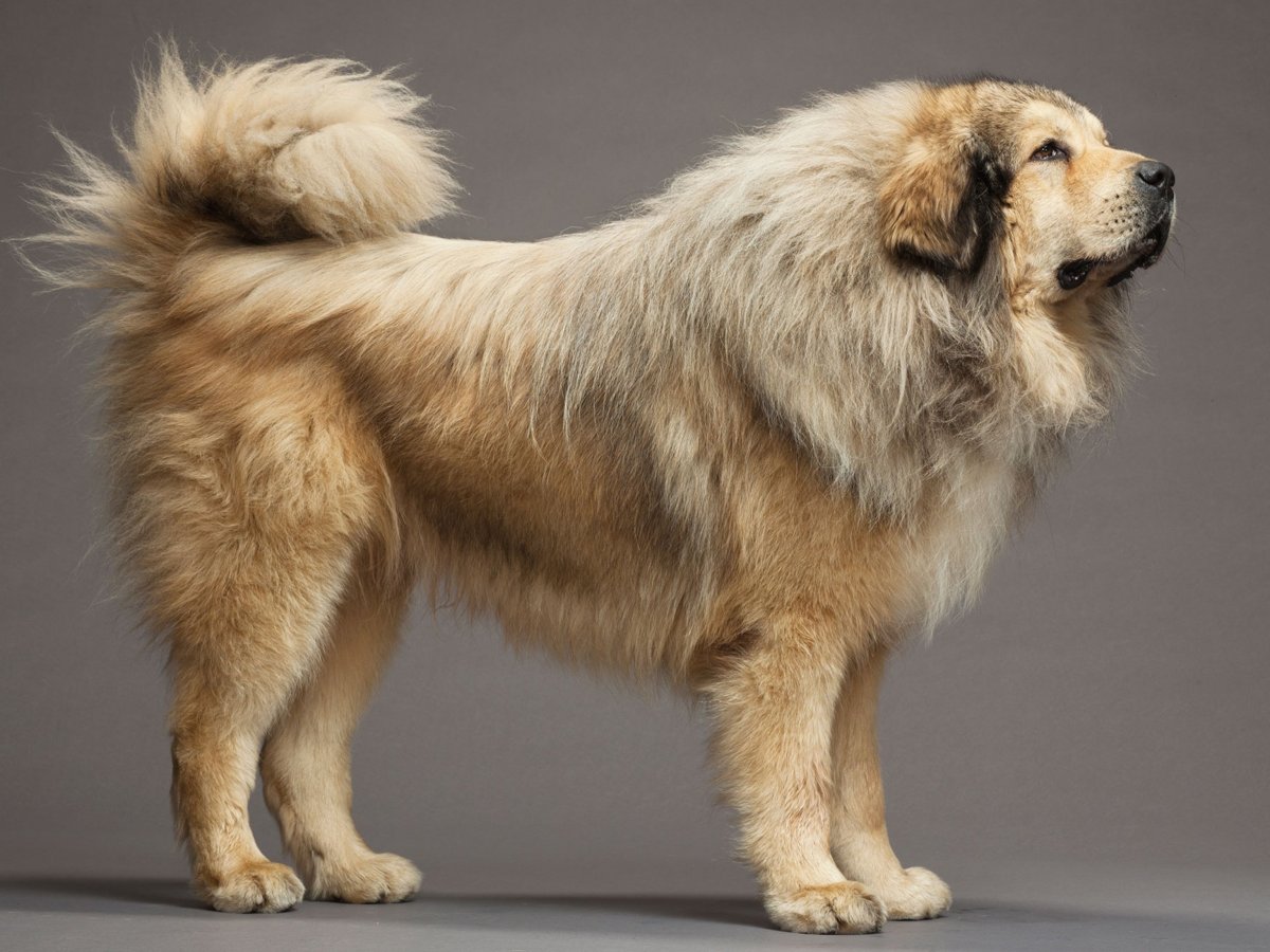 Тибетский мастиф