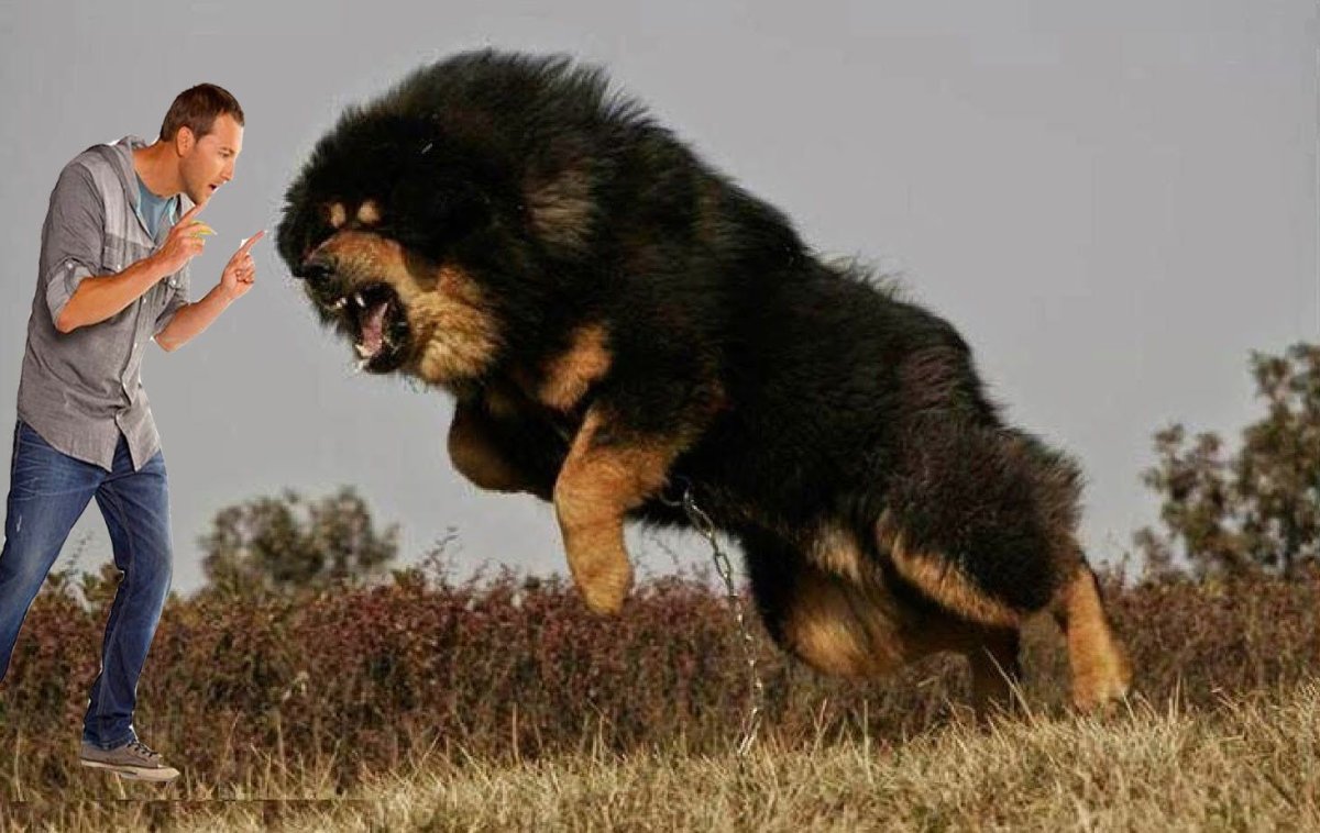 Волкодав банхар