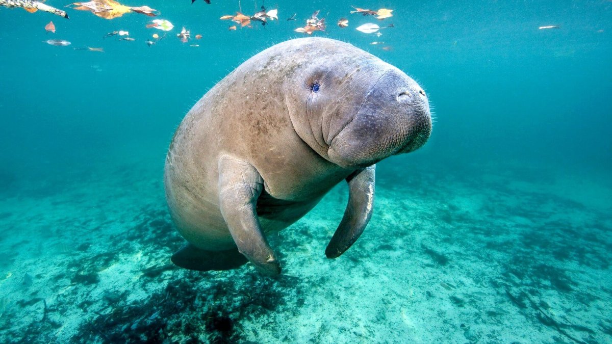 Дюгонь тихий океан