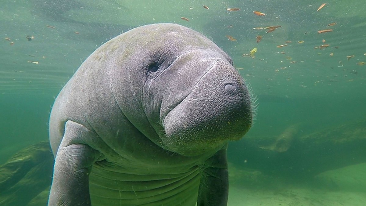 Морская корова Дюгонь Ламантин Стеллерова корова