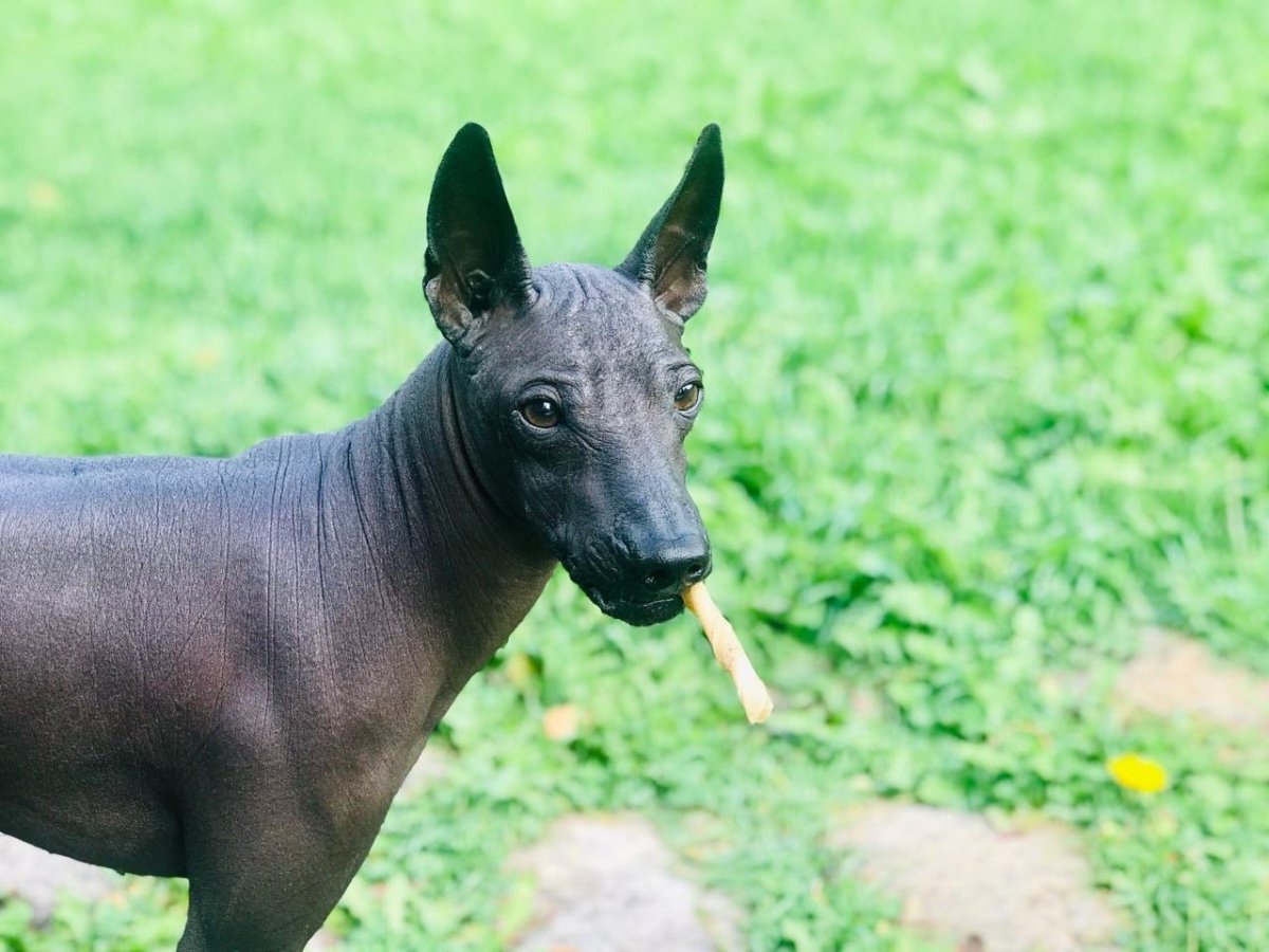 Мексиканская лысая собака ксолоитцкуинтли