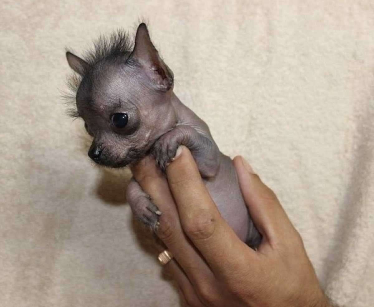 Мексиканский ксоло