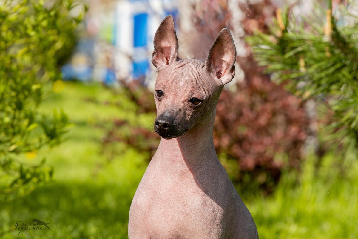 Египетская собака ксолоитцкуинтли