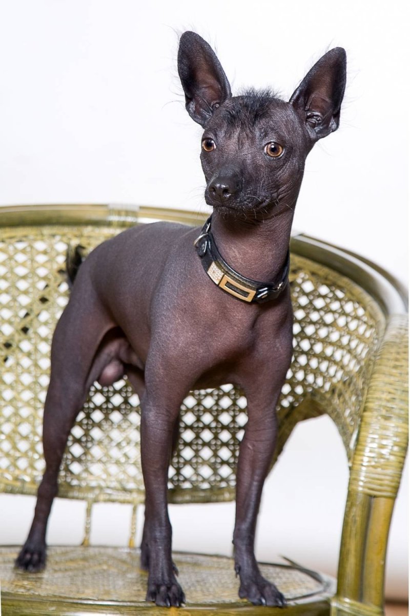 Ксоло Мексиканская хохлатая