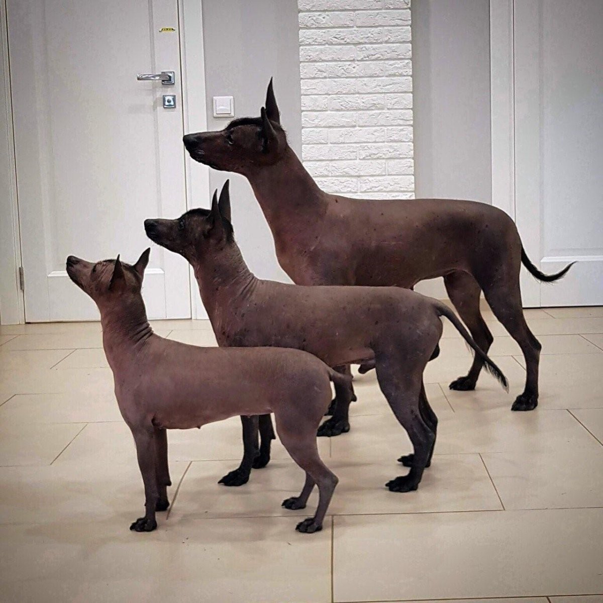 Мексиканский ксоло собака