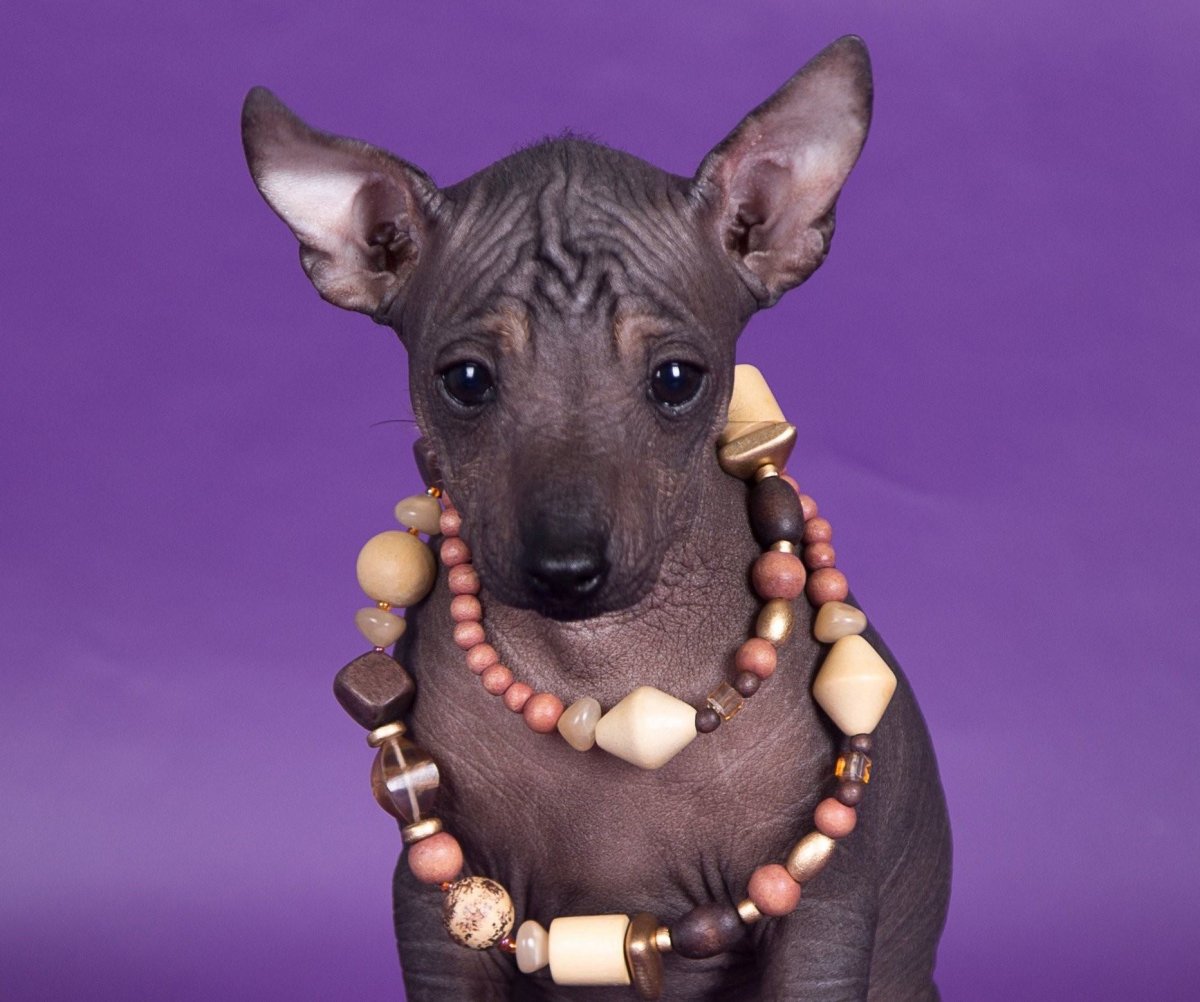 Ксолоитцкуинтли породы собак