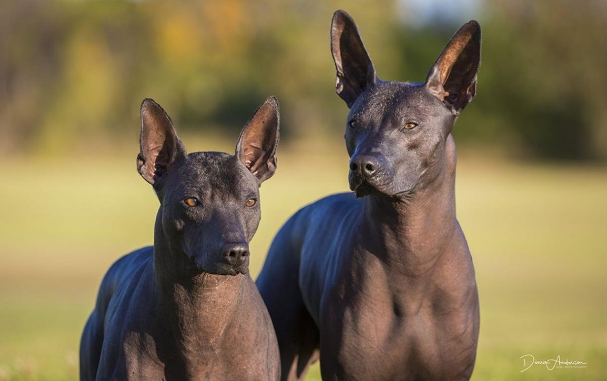 Мексиканская лысая собака ксолоитцкуинтли