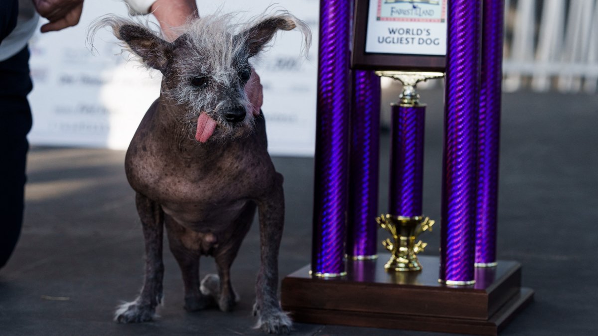 Самая уродливая собака в мире