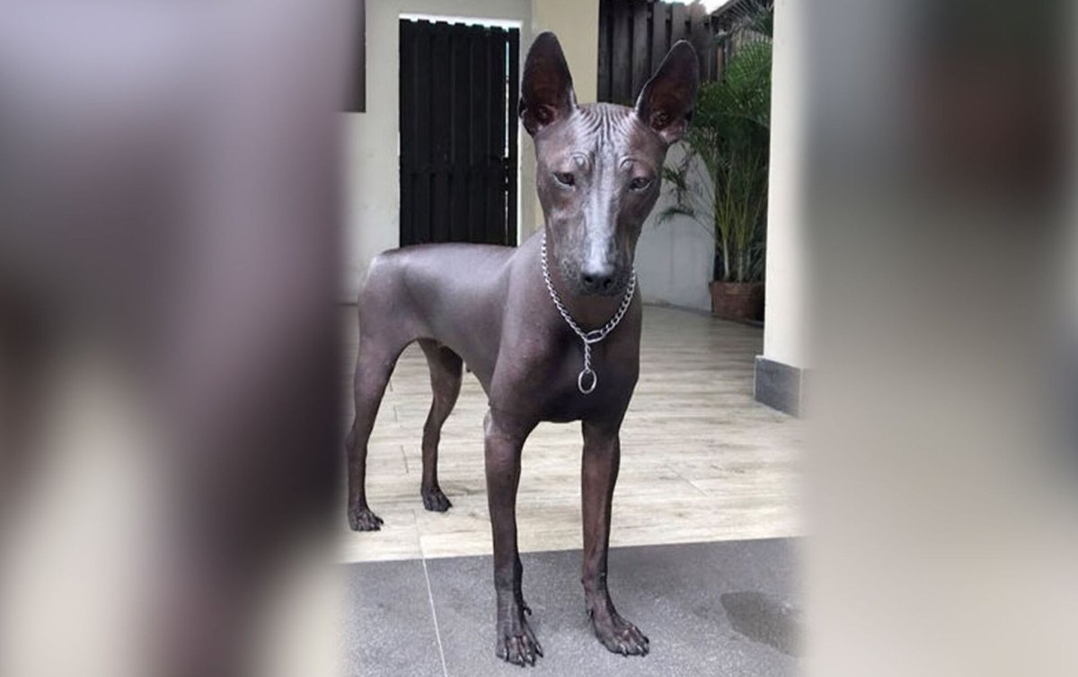 Лысая собака статуя