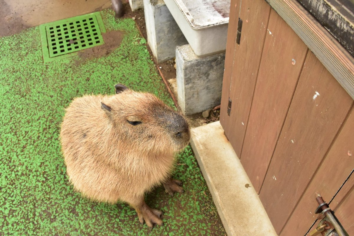 Капибара свинковые