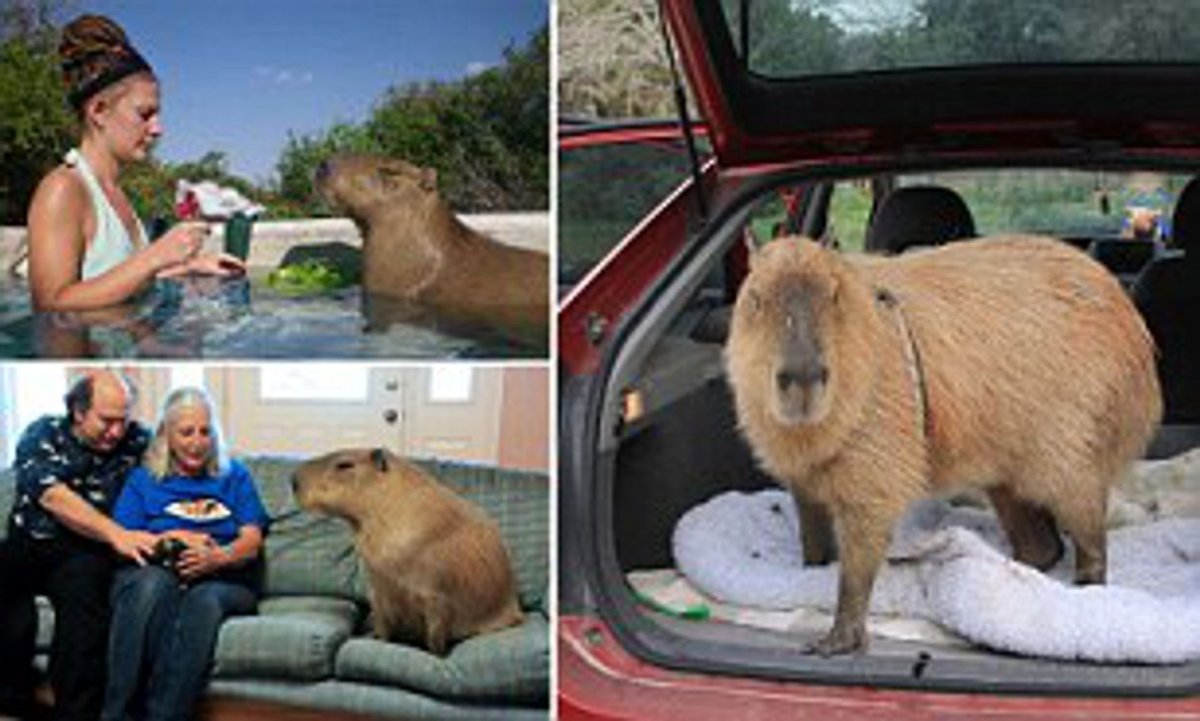 Капибара рост