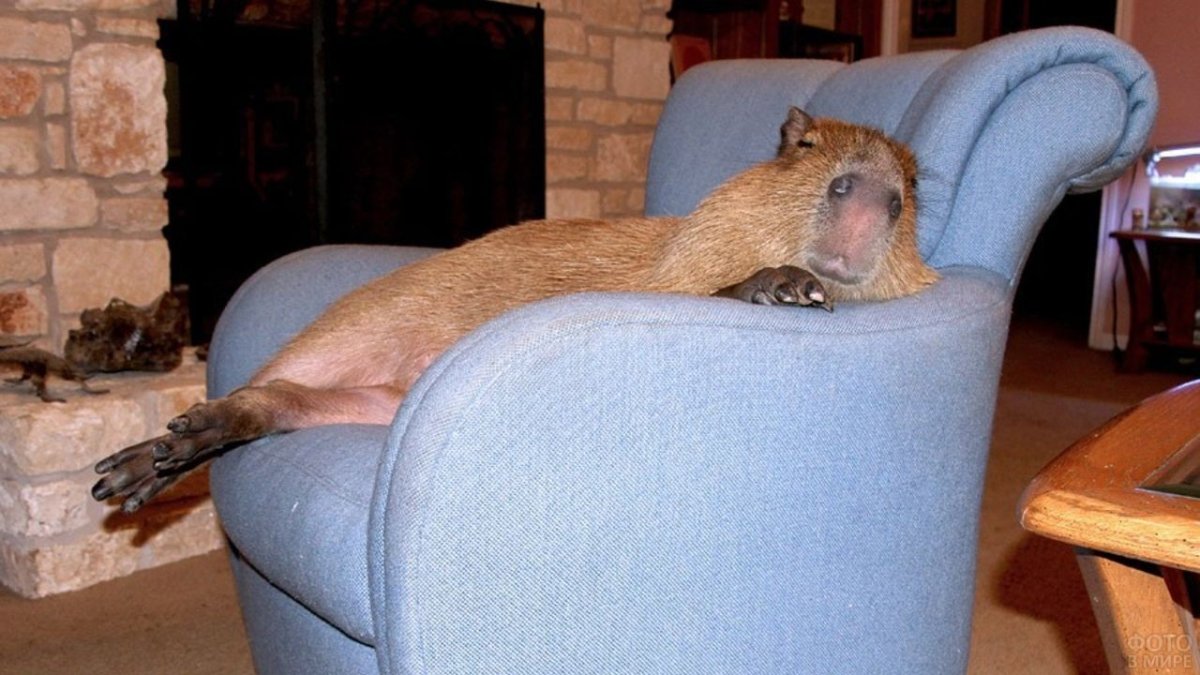 Необычные домашние питомцы