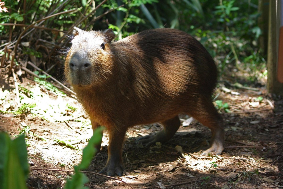Капибара сельвы