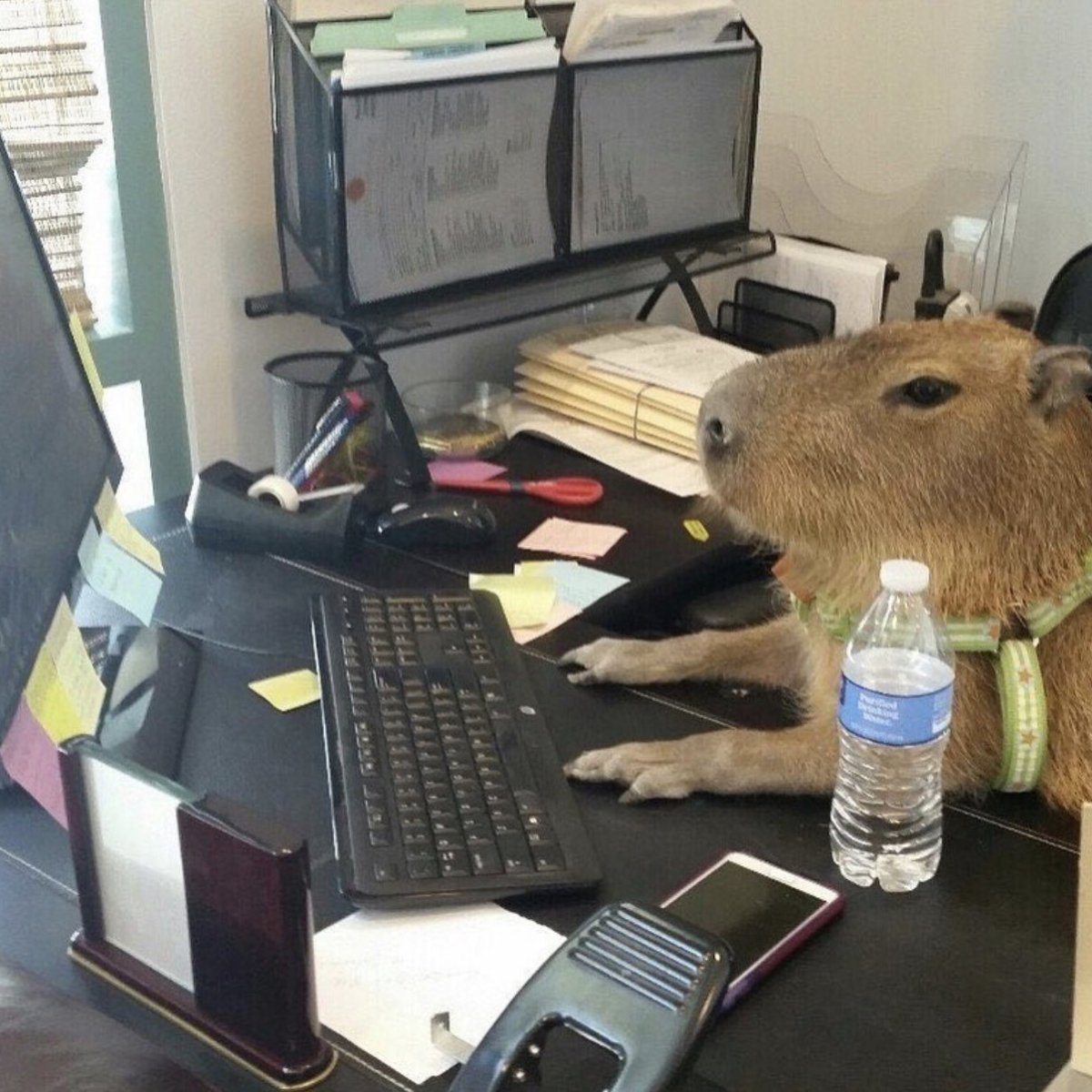 Ежик и капибара