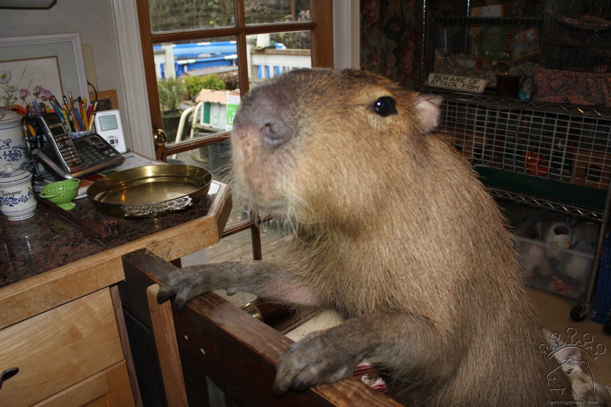 Крыса капибара большая капибара