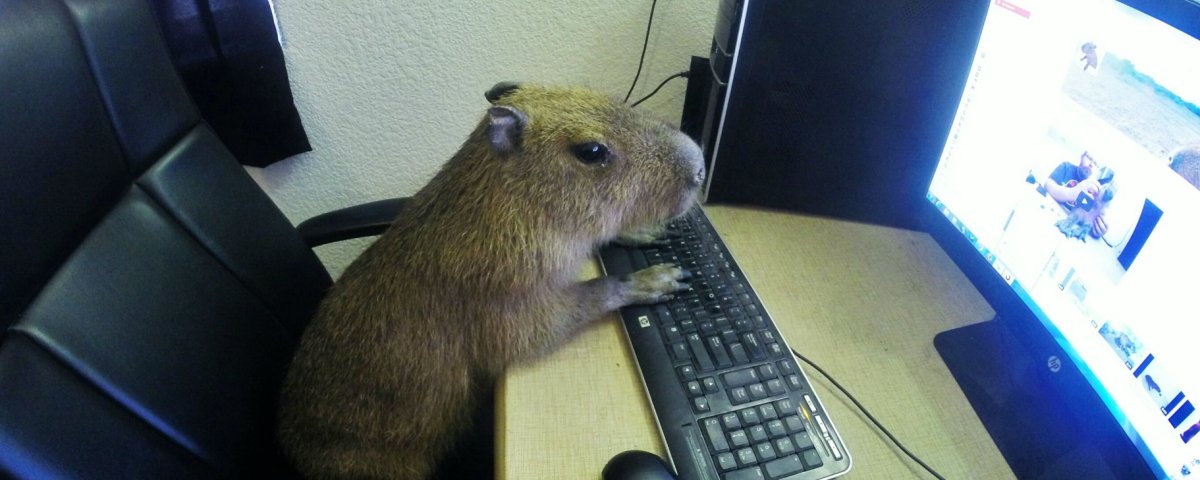 Бобер за компьютером