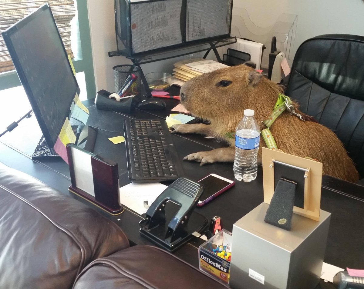 Капибара и крыса