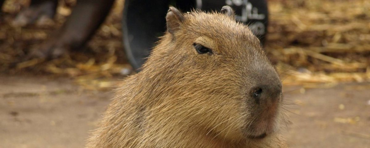 Мастер капибара карандашом