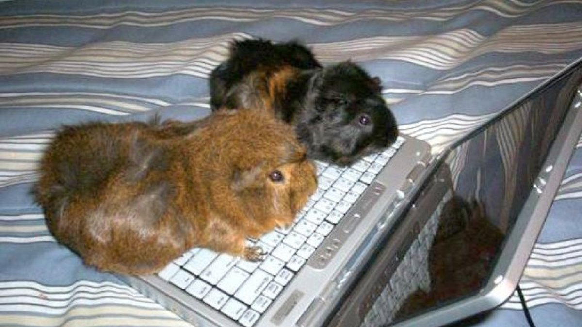 Хомяк за компом