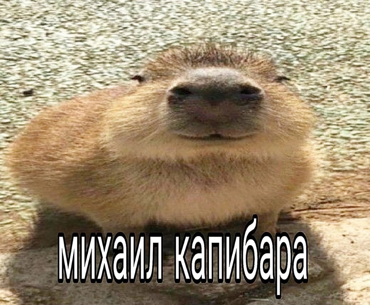 Капибара на аву