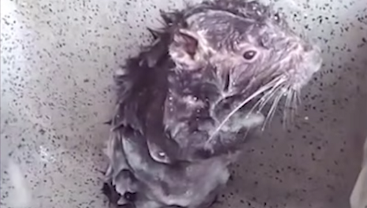 Крыса моется с мылом в душе