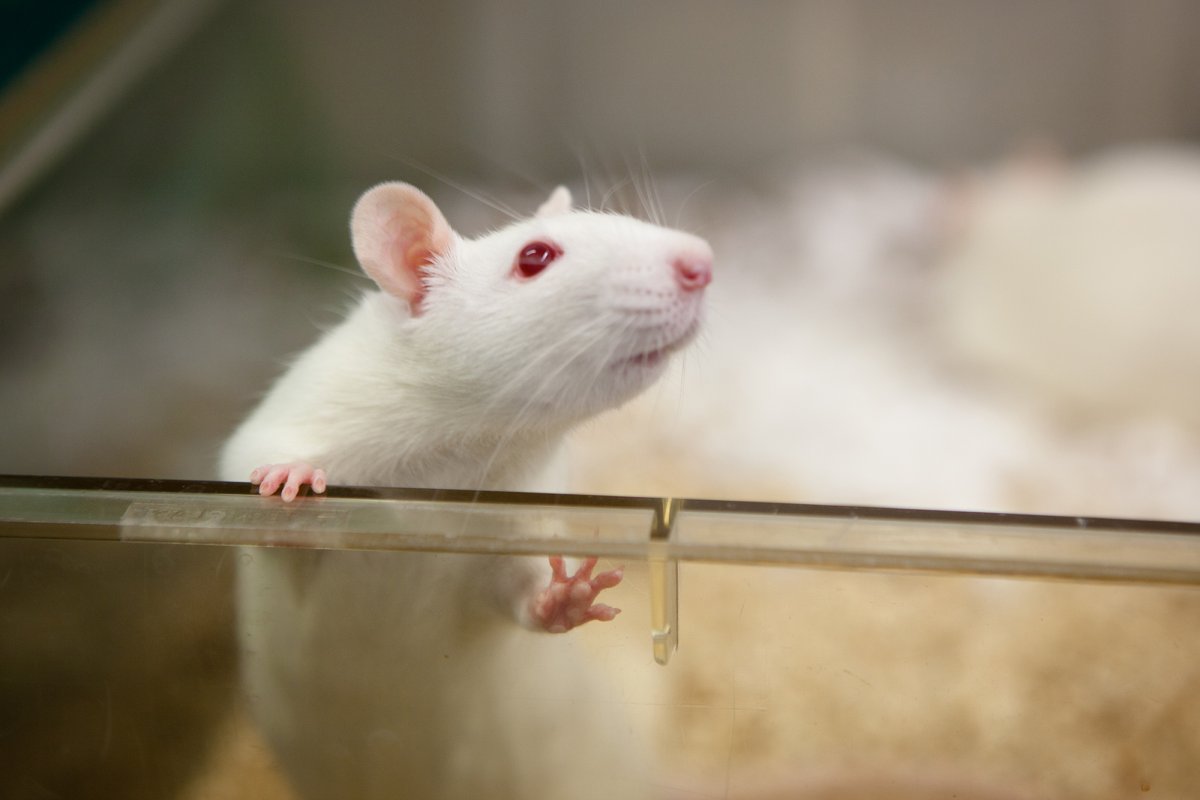 Лабораторная крыса альбинос