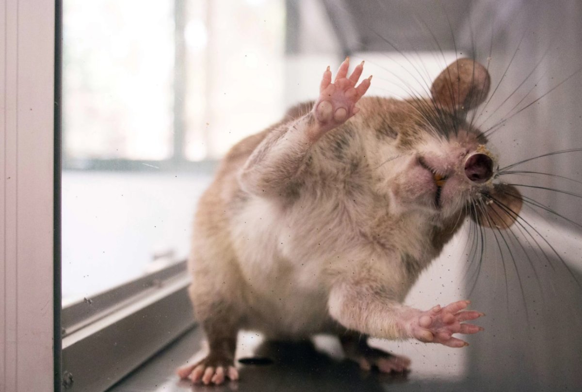 Мышь прикол