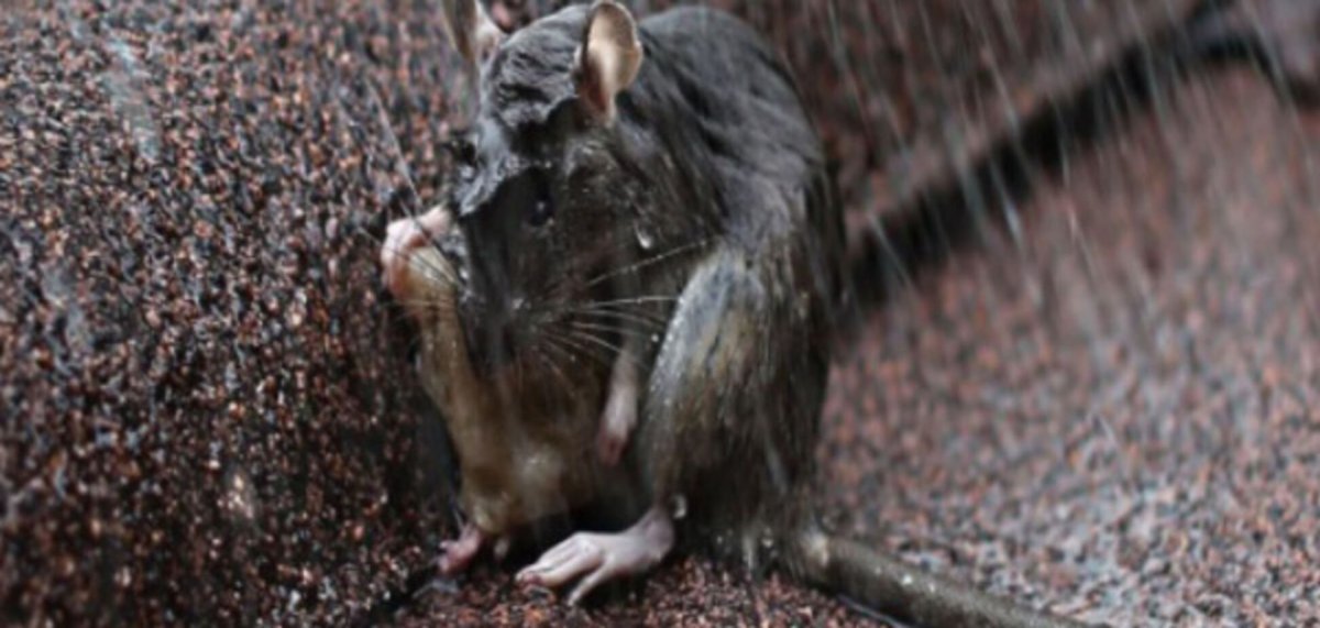 Мокрая мышь