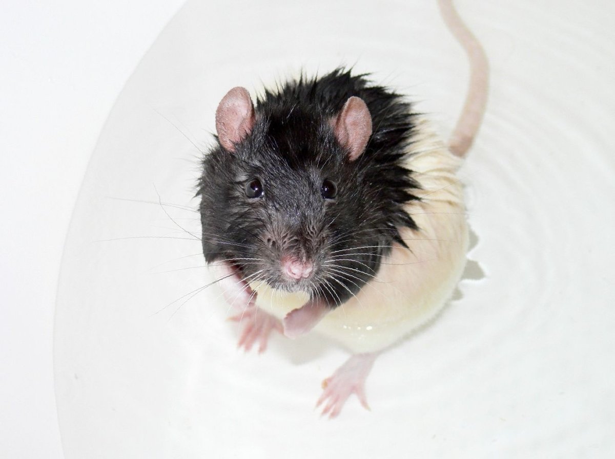 Крысы домашние