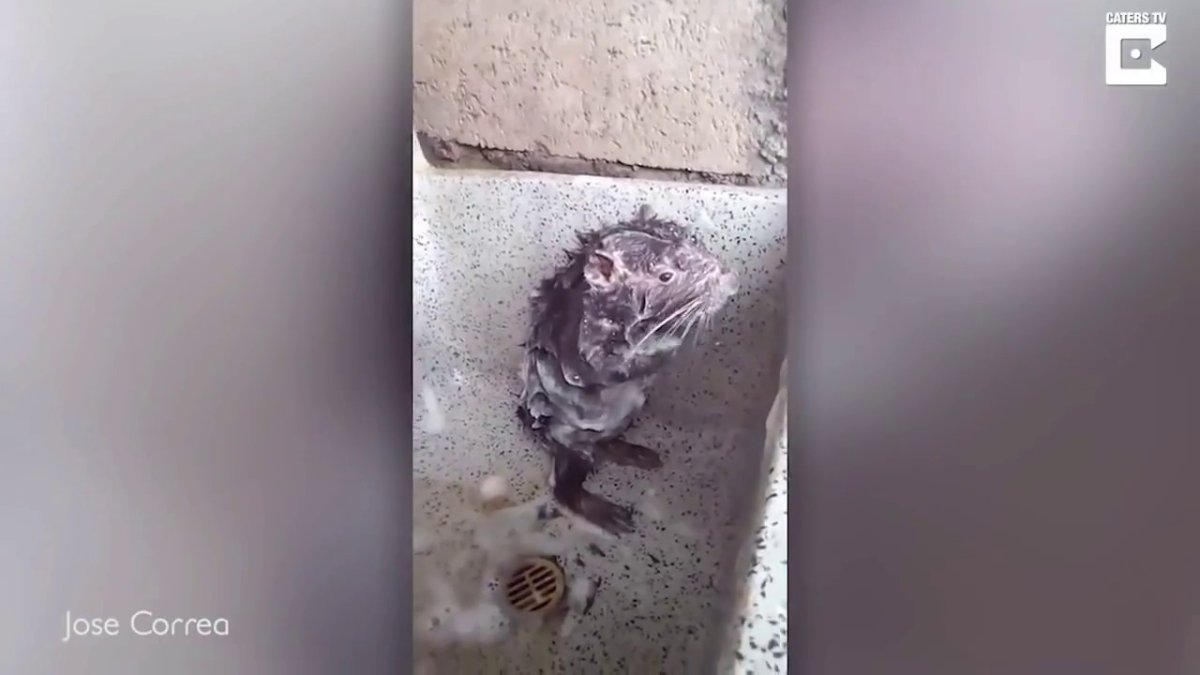 Крыса в душе в хорошем качестве