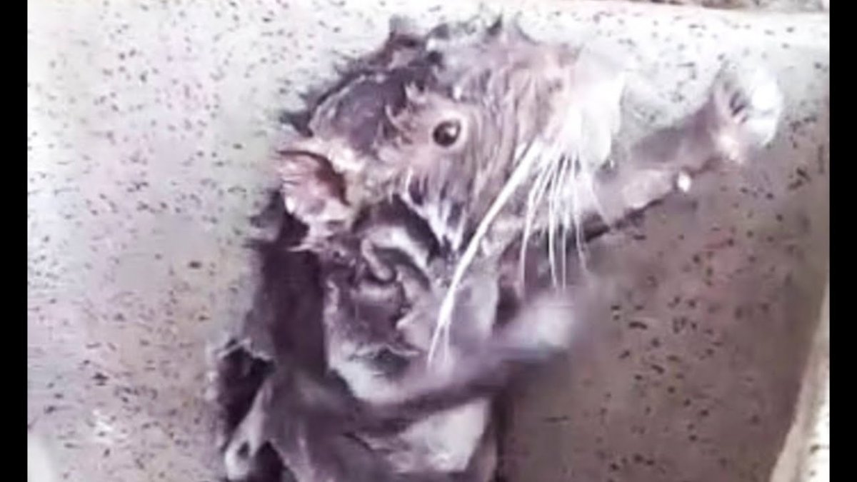 Пакарана моется в раковине