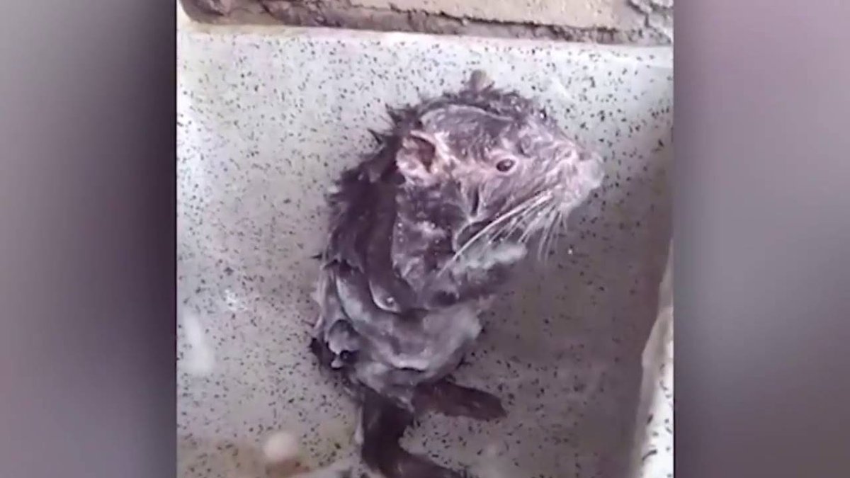 Крыса моется в раковине