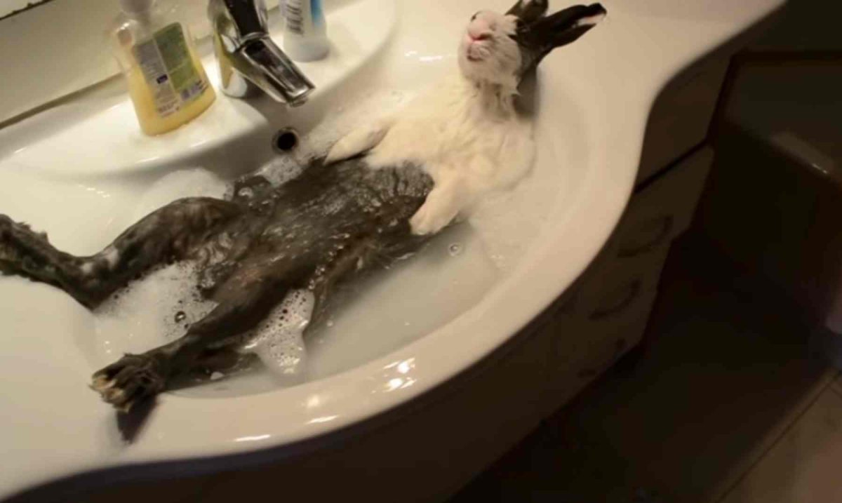 Крыса моется в раковине