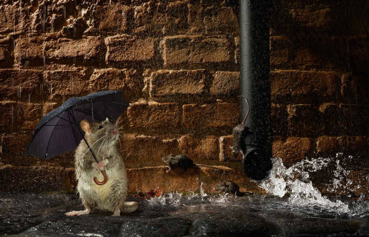 Мышь под зонтом