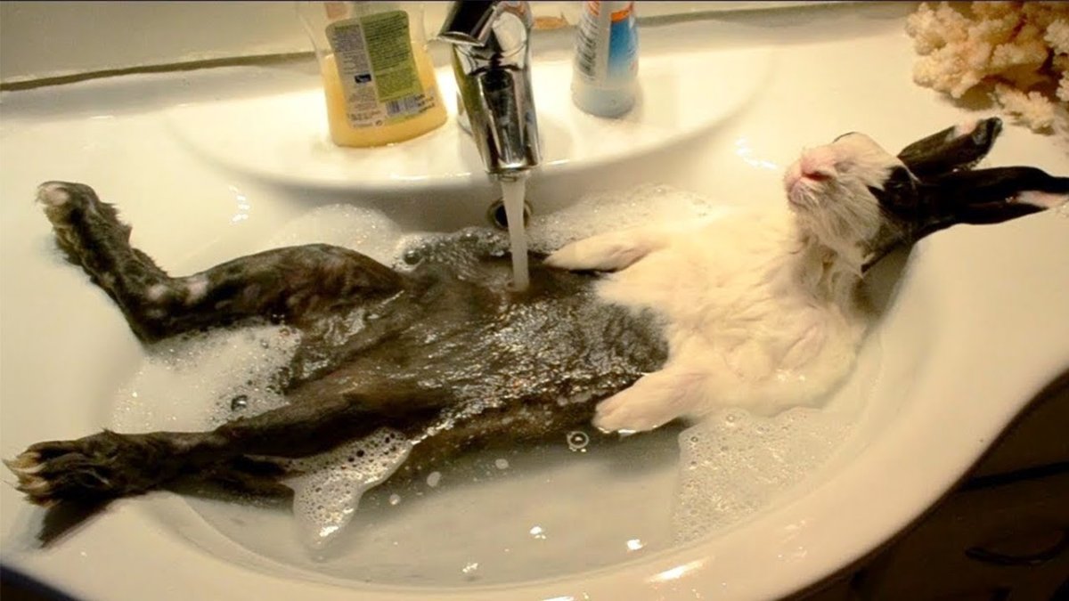 Кот купается