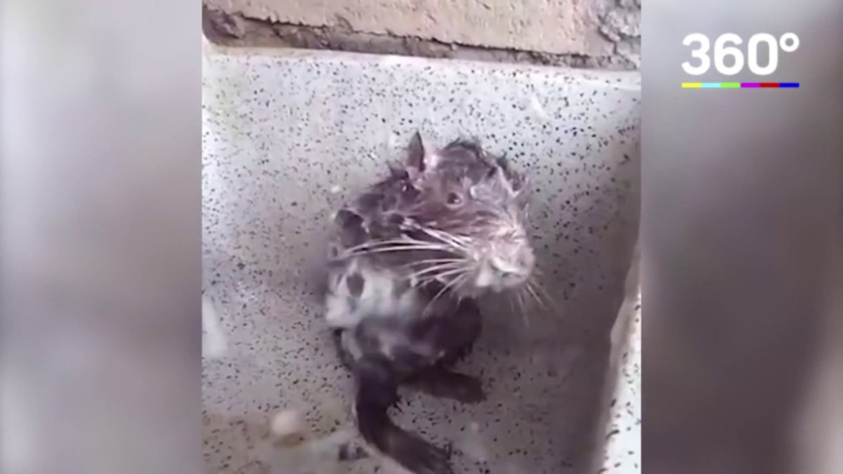 Мышь купается в раковине