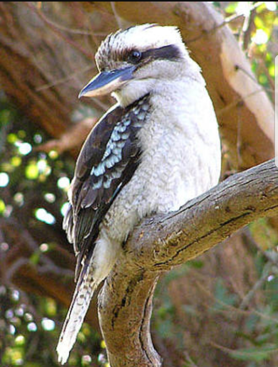 Птица Австралии Кукабарра