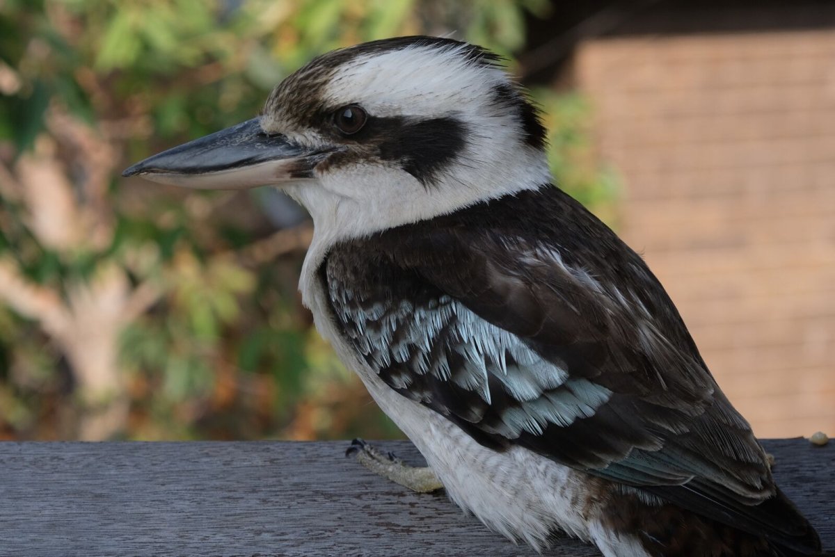 Австралийская птица Кукабарра