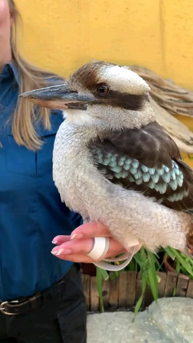 Кукабарра животное