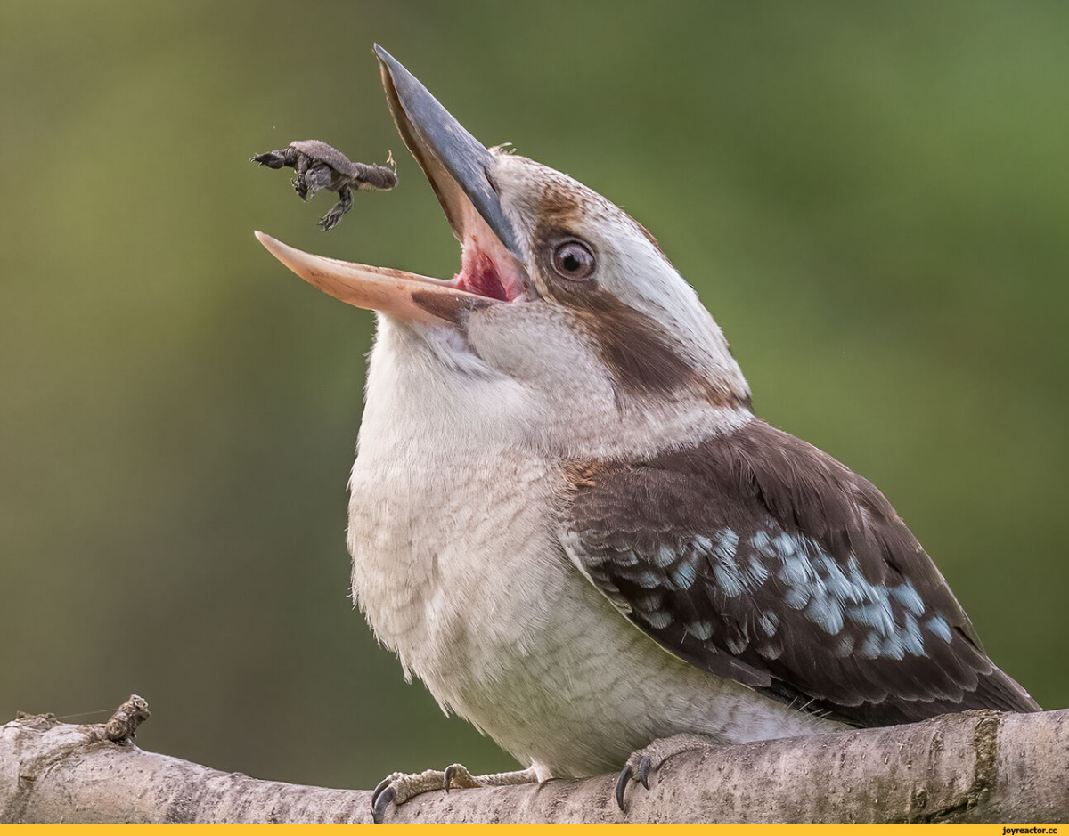 Зимородок Кукабарра