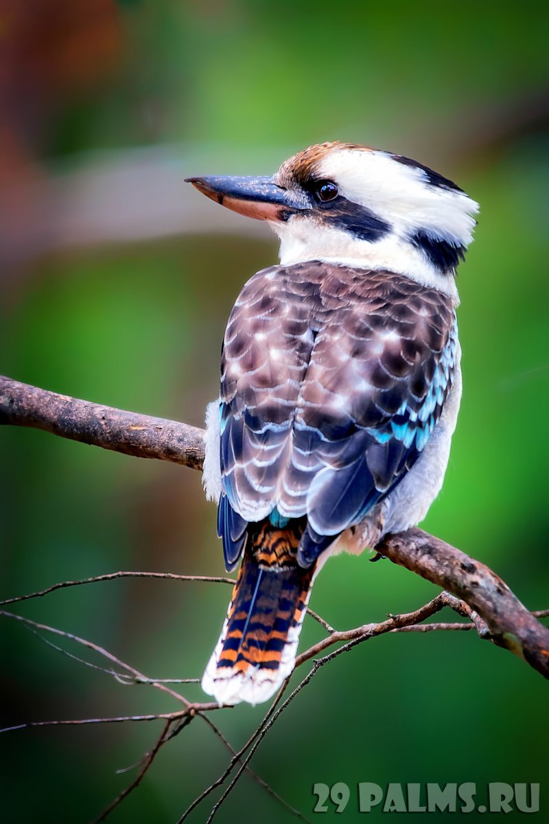 Символ Австралии птица