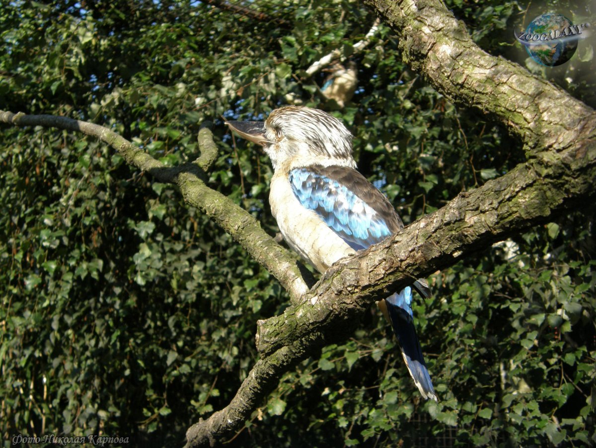Маленькая Кукабарра