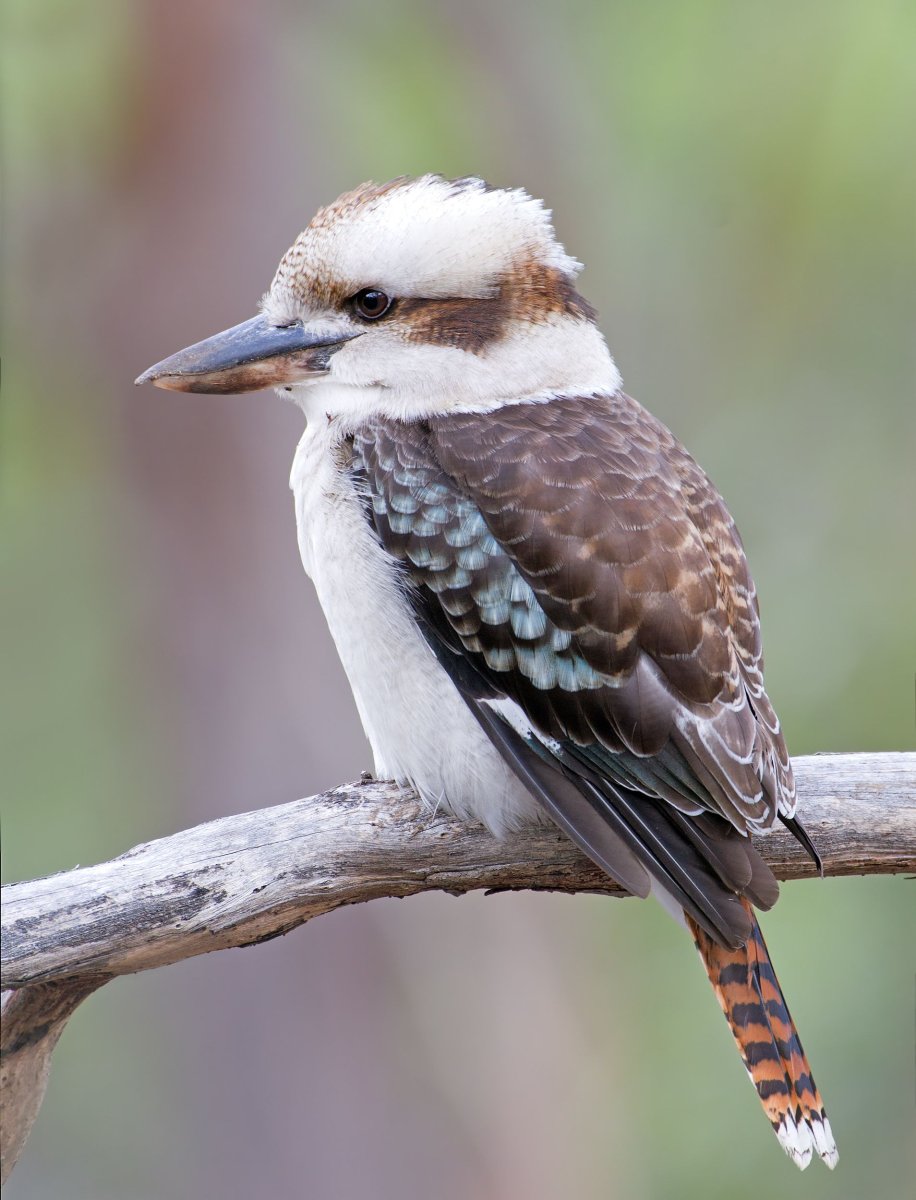 Синекрылая Кукабара