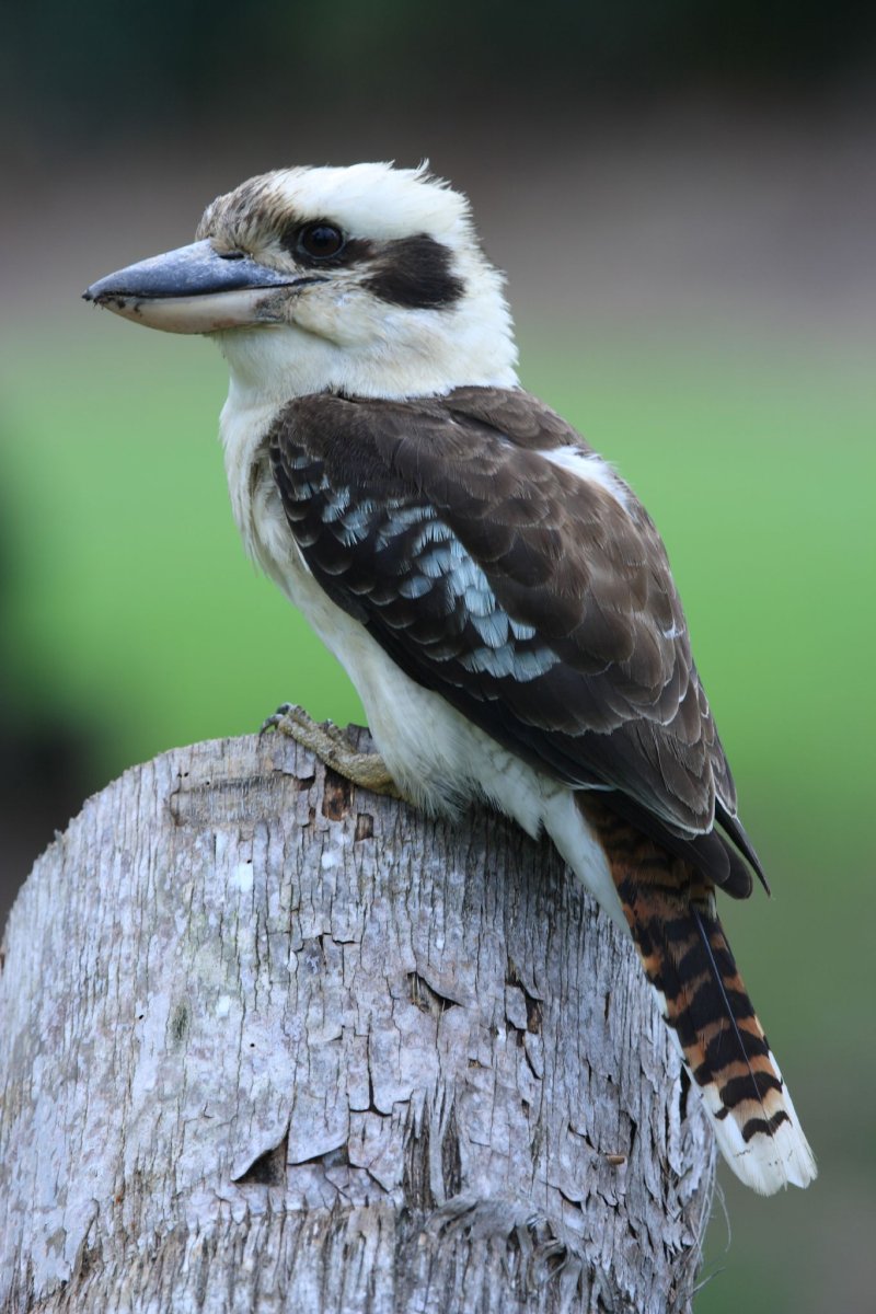 Кукабарра птенец